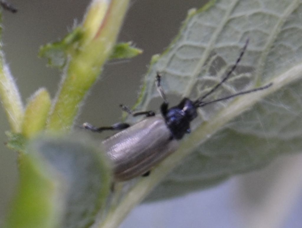 Coleottero da identificare: Chrysomelidae immaturo